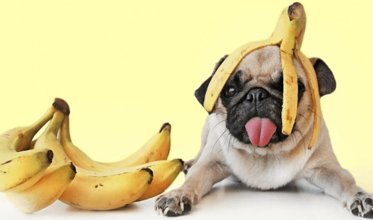 pug with bananas
