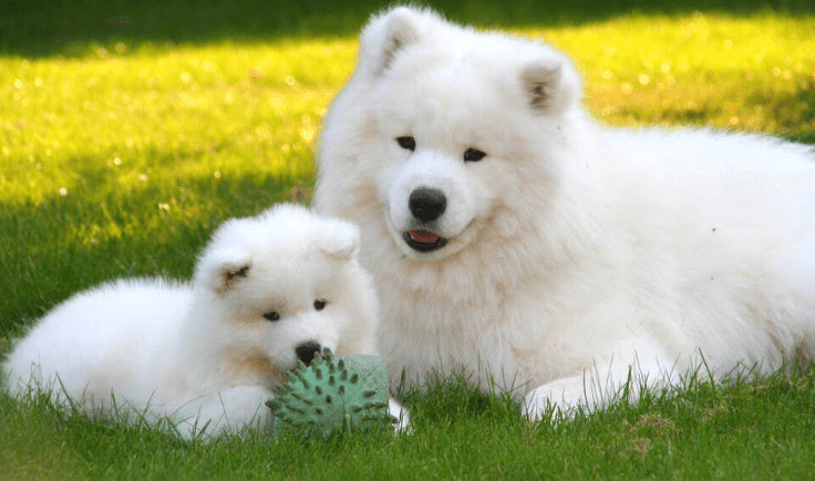 Samoyed