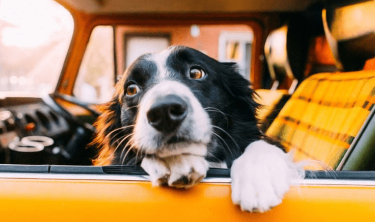 sign and symptoms of car sickness in dogs