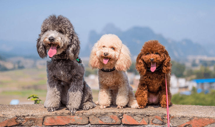 Standard Poodle