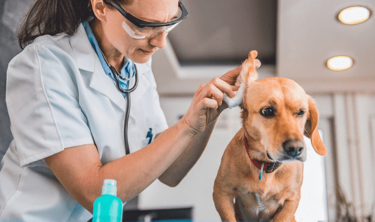 the vet cleans the dog's ear