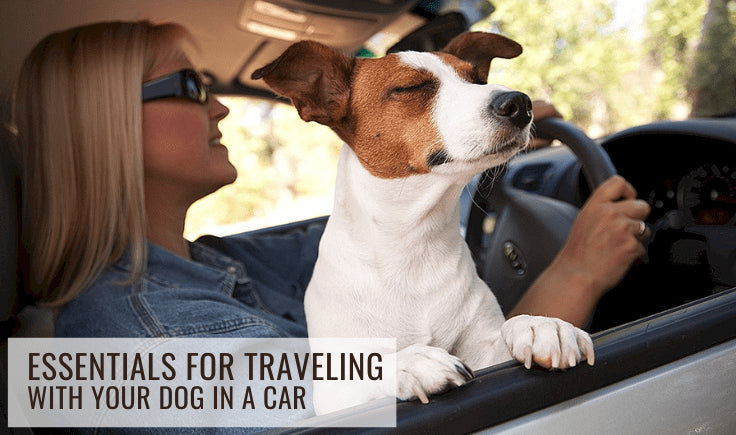 essentials tips for traveling with your dog in a car 