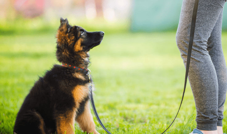 training german shepherd puppy