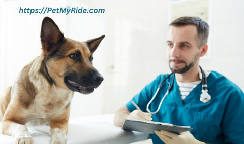 veterinatian visit before camping dog trip