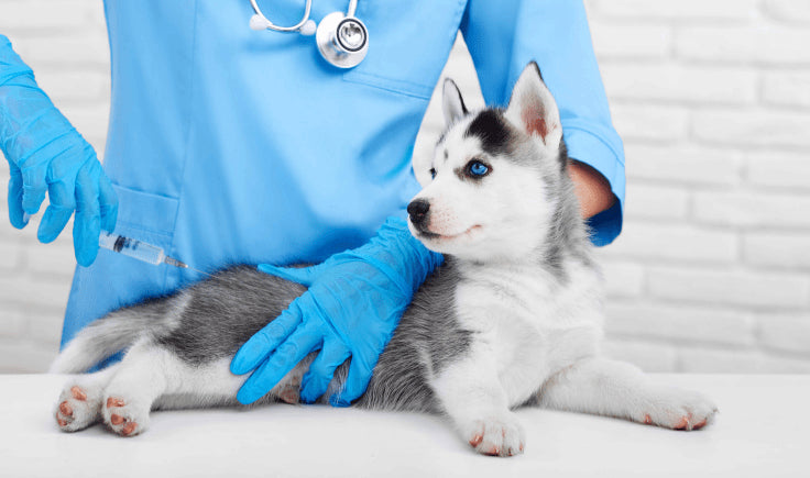 veterinarian giving a vaccine to a husky puppy