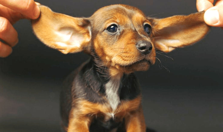 what causes dog motion sickness - not fully developed inner ears