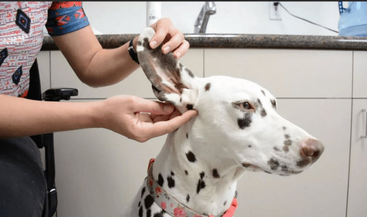 woman cleaning dane ear