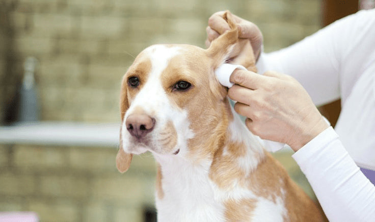 woman cleaning dog ears