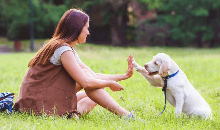 woman training a puppy
