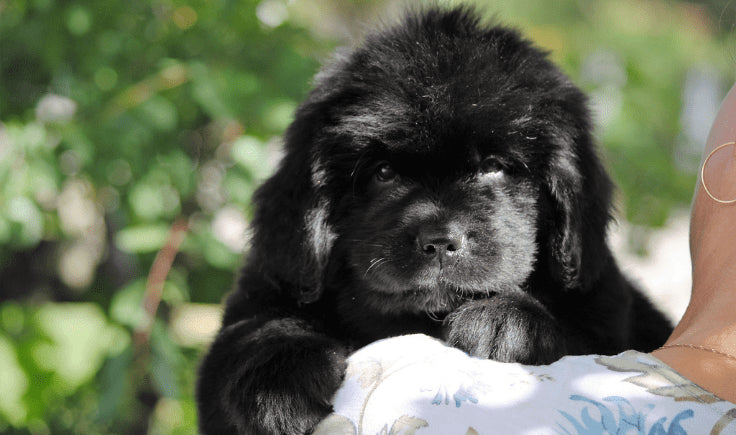 woman holding a newfoundland puppy in her arms