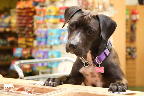 dog picking out treat at treat bar at Paw Hana Pet Supply store