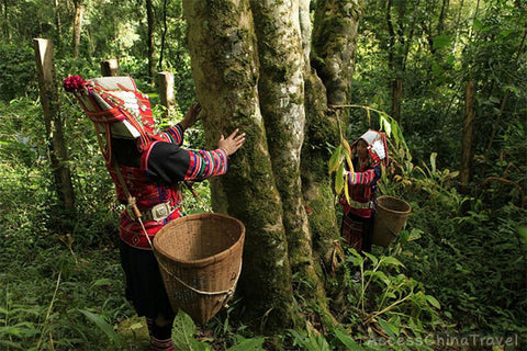 Tea Trees, Yunnan, China