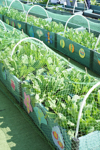 school gardens using organic fertiliser made with tea leaves