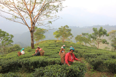 Tea pickers on tea farm in Darjeeling | Plantation by teakha