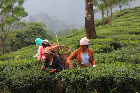 Tea Pickers in Tea Farm in Darjeeling | Plantation by teakha