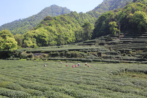 Longjing tea harvest, Meijiawu, Hangzhou | Plantation by teakha