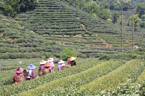 Longjing tea being harvested in spring, in Meijiawu, Hangzhou | Plantation by teakha