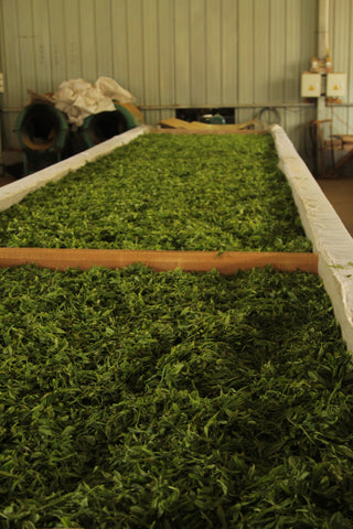 Keemun Black Tea leaves being processed | Plantation by teakha