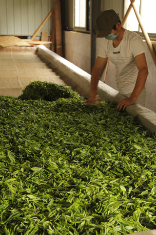 Keemun Black Tea leaves being processed by hand | Plantation by teakha