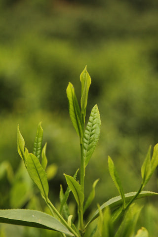 Tea leaf | Plantation by teakha