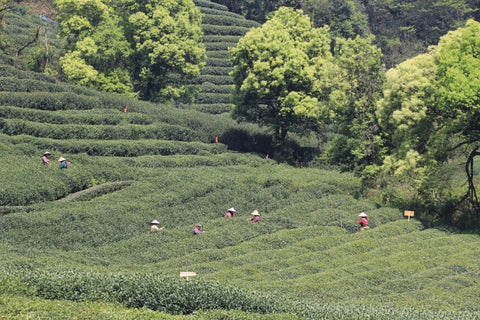 Longjing tea farm in Meijiawu, Hangzhou | Plantation by teakha