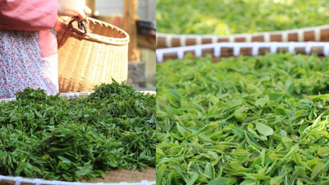 Longjing tea spring harvest in Meijiawu, Hangzhou | Plantation by teakha