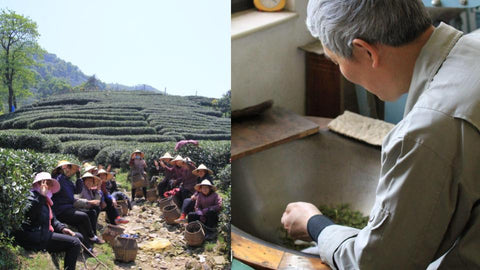 Longjing tea being harvested and pan-fired in Meijiawu, Hangzhou | Plantation by teakha