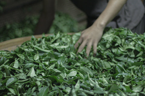 Tea leaves being processed