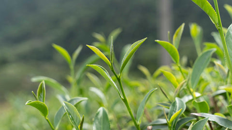 Tea cultivars growing on a tea farm in Pinglin, Taiwan | Wenshan Baozhong oolong tea | Plantation by teakha