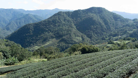 Tea farm in Pinglin, Taiwan | Wenshan Baozhong | Plantation by teakha