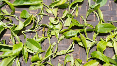 Tea leaves being withered at a tea farm in Pinglin, Taiwan | Wenshan Baozhong Oolong Tea | Plantation by teakha