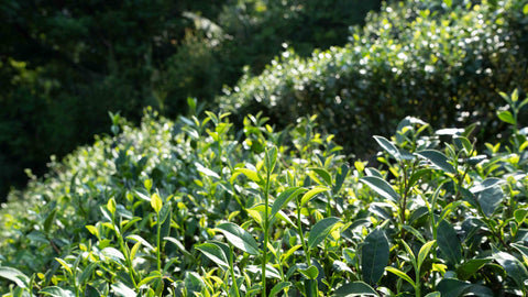 Tea fields in Pinglin, Taiwan | Wenshan Baozhong Oolong Tea | Plantation by teakha