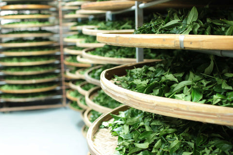 Tea leaves being withered in bamboo baskets | Wenshan Baozhong Tea Farm in Pinglin, Taiwan | Plantation by teakha