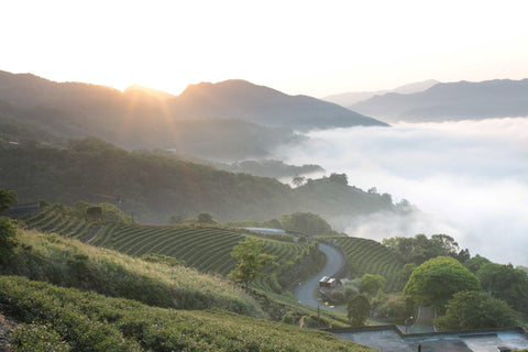 Clouded tea mountain in Pinglin, Taiwan | Wenshan Baozhong Oolong Tea | Plantation by teakha