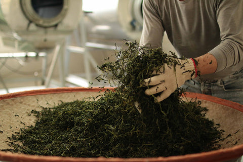 Tea rolling or 'make green' | Wenshan Baozhong Tea Farm in Pinglin, Taiwan | Plantation by teakha