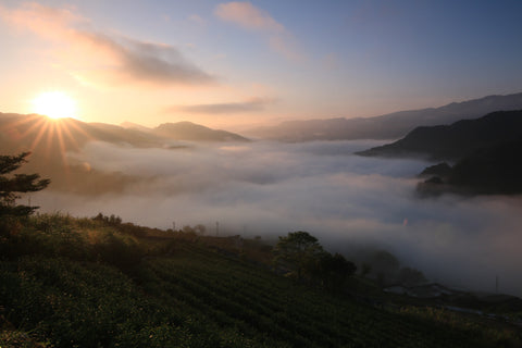 Sea of clouds on tea farm in Pinglin, Taiwan | Plantation by teakha