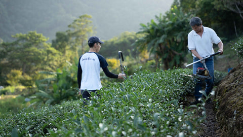 Tea farm in Pinglin, Taiwan | Wenshan Baozhong Oolong Tea | Plantation by teakha