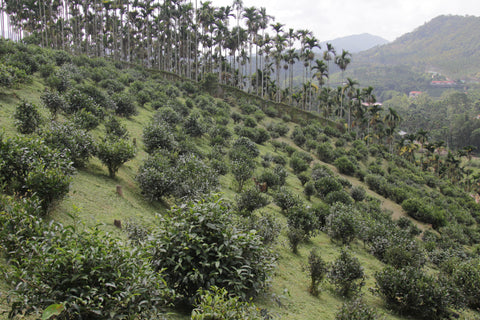 Red Jade Black Tea Farm - Plantation by teakha