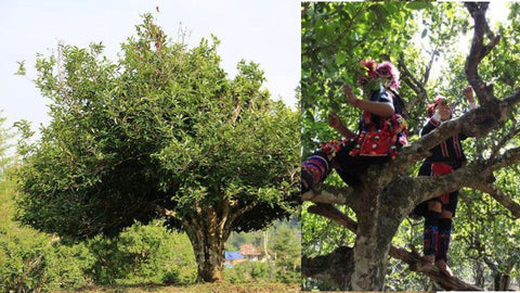 Tea Trees growing in Yunnan, China | Plantation by teakha