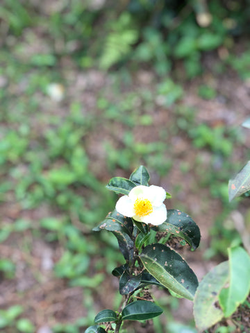 tea flower