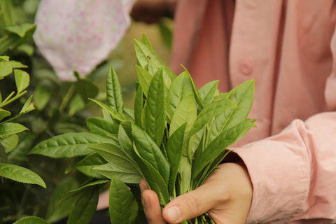 Wuyishan Rock Tea Farm - Plantation by teakha