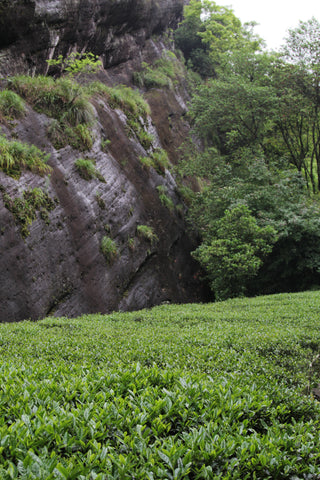 Wuyishan Rock Tea - Plantation by teakha