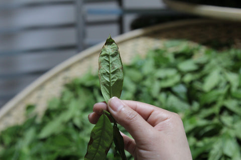 Make-green oxidising the tea leaf for oolong tea | Plantation by teakha