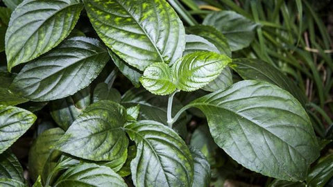 The 'Sweet Rice Leaf' plant used to make Rice Scent Aged Puerh Tea