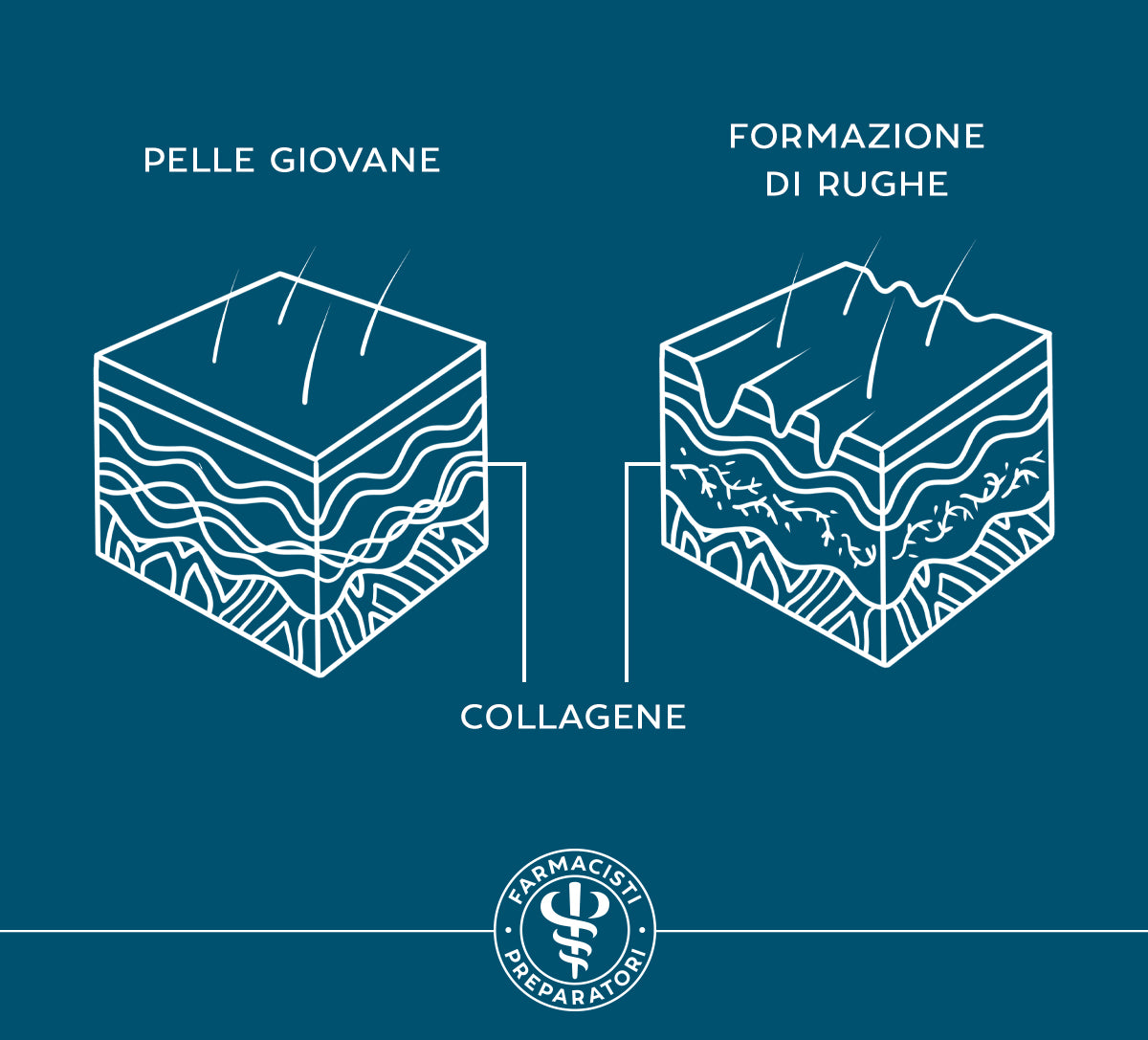 l'immagine illustra le differenza tra una pelle giovane e ricca di collagene e una pelle con una formazione di rughe in corso, in cui i processi di formazione del collagene diminuiscono e la pelle perde tonicità e compattezza