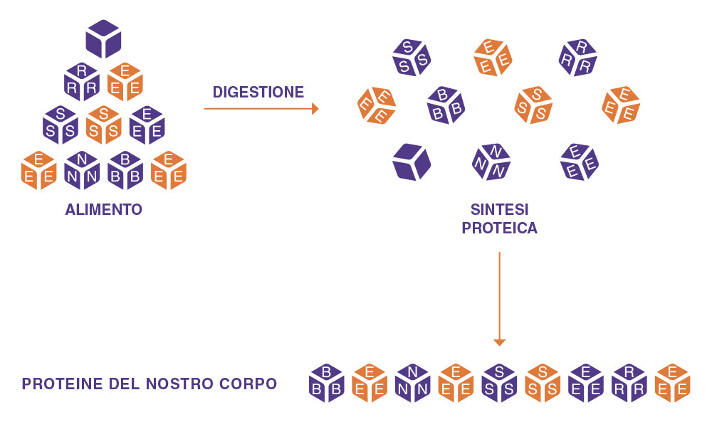 proteine