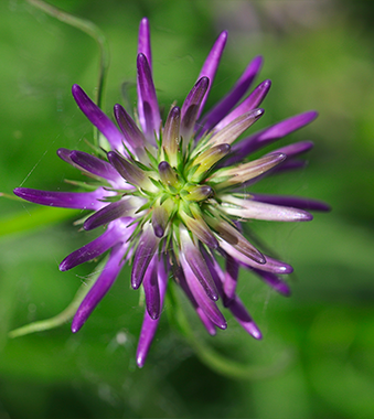 TermoCrema ARNICA – Farmacisti Preparatori