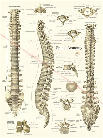 spine diagram labeled