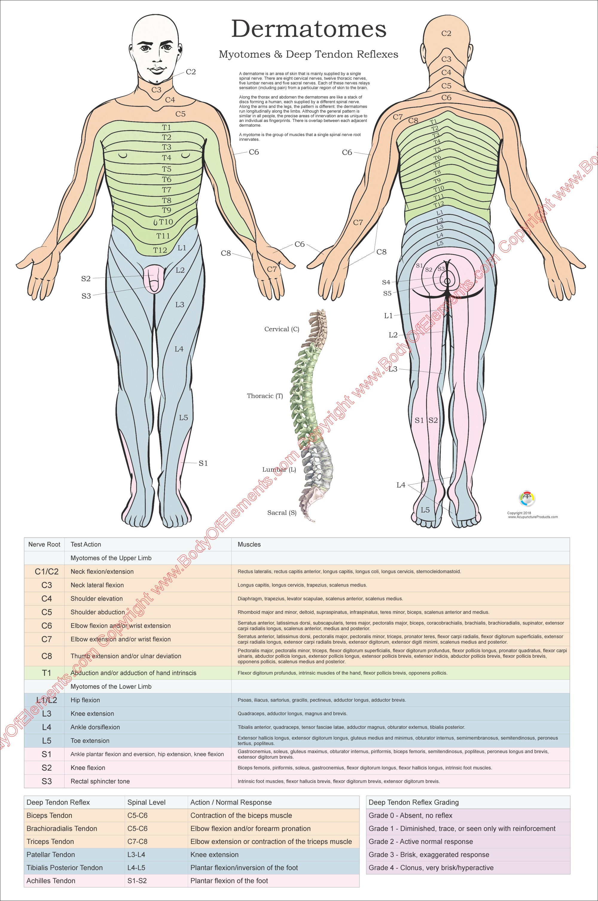 Dermatomes and Myotomes Poster#N# – Body of Elements