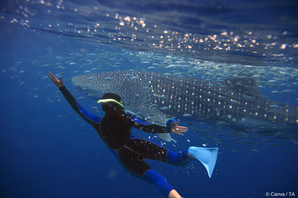 Whale Shark Tourism - Photo Courtesy Canva/TA